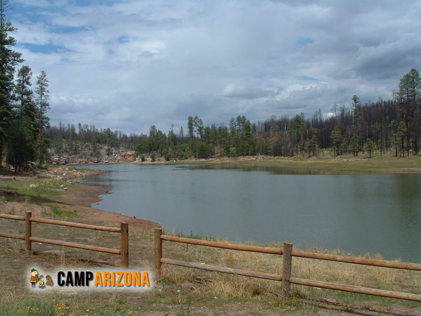 Elk Near Woods Canyon Lake